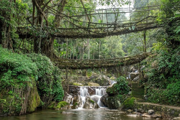 Jembatan hidup terbuat dari akar pohon di Meghalaya. Disebutkan ada yang berusia hingga 500 tahun (sumber: www.fodors.com)