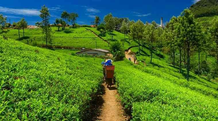 Perkebunan teh di Assam (sumber: indianexpress.com)