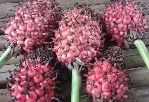 Patikala atau Kecombrang (sumber: food.detik.com)
