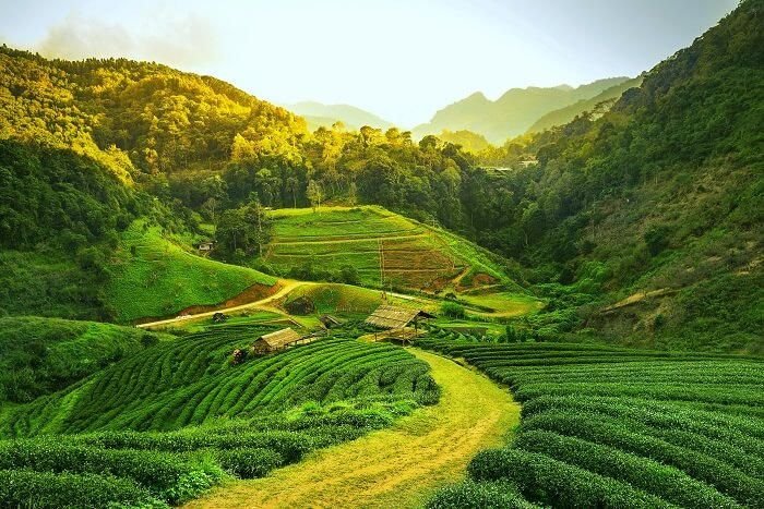 Panorama indah di wilauaj Assam (sumber: traveltriangle.com)
